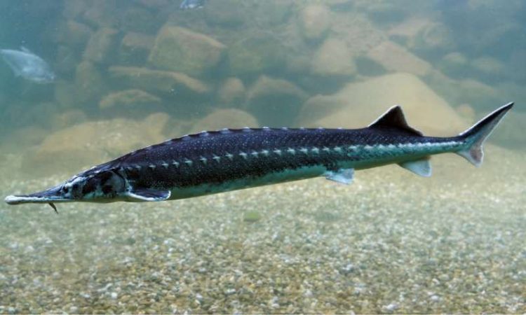 Ikan Sturgeon dan Tanda Penuaan. idntimes.com