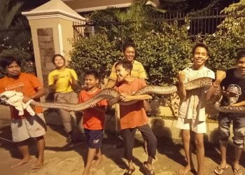 Ular Sanca Teror Warga Sepangjaya