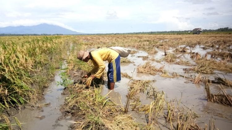 SISA PANEN. Naif (69), warga Desa Bandanhurip, Kecamatan Palas, Lampung Selatan, saat mengambil rumpun padi sisa-sisa hasil panen di areal persawahan Desa Palaspasemah, Kecamatan Palas, Jumat (29/5).
LAMPUNG POST/ARMANSYAH