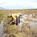 SISA PANEN. Naif (69), warga Desa Bandanhurip, Kecamatan Palas, Lampung Selatan, saat mengambil rumpun padi sisa-sisa hasil panen di areal persawahan Desa Palaspasemah, Kecamatan Palas, Jumat (29/5).
LAMPUNG POST/ARMANSYAH