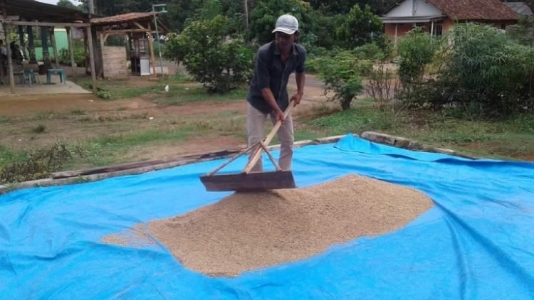 KERINGKAN GABAH. Arip, warga Desa Kemaloabung, Kecamatan Abung Selatan, mengeringkan hasil panen di pelataran rumahnya sebelum disimpan di gudang, Selasa (12/5). LAMPUNG POST/YUDHI HARDIYANTO