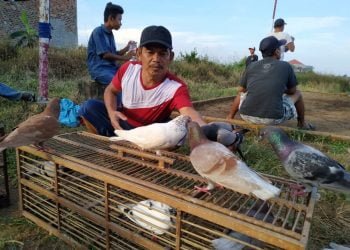 HOBI BURUNG DARA. Sejumlah penghobi burung dara sedang melatih burung daranya di kolongan Golf Sukarame Bandar Lampung, Rabu (17/6). Namun disayangkan tidak dibarengi dengan protokol kesehatan memakai masker.
n LAMPUNG POST/SUKISNO