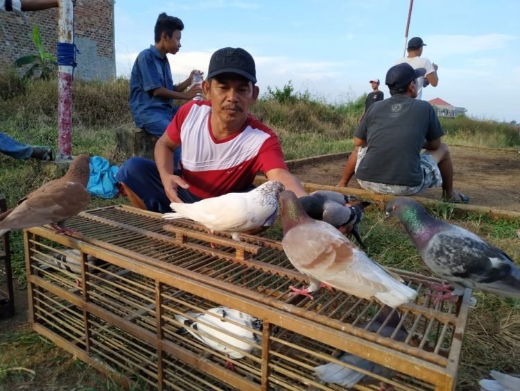 HOBI BURUNG DARA. Sejumlah penghobi burung dara sedang melatih burung daranya di kolongan Golf Sukarame Bandar Lampung, Rabu (17/6). Namun disayangkan tidak dibarengi dengan protokol kesehatan memakai masker.
n LAMPUNG POST/SUKISNO