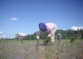 STIMULUS PETANI DAN NELAYAN. Petani melakukan penanaman padi di Sabahbalau, Lampung Selatan, Selasa (2/6). Penyiapan stimulus Rp34 triliun bagi 2,7 juta petani dan 1,1 juta nelayan terdampak pandemi virus corona atau Covid-19 disambut baik semua kalangan. Di Lampung, stimulus dari Pemerintah Pusat itu bisa digunakan untuk peningkatan produktivitas petani dan nelayan.
LAMPUNG POST/SUKISNO