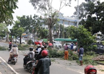 PEMOTONGAN POHON. Pekerja Dinas Pertanian dan Pertamanan Kota Bandar Lampung memotong pohon rindang di sepanjang Jalan Sultan Agung, Bandar Lampung, Selasa (23/6). Pemotongan ini rutin dilakukan terutama saat musim hujan. n LAMPUNG POST/SUKISNO