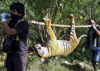 HARIMAU SUMATERA MATI. Petugas menggotong bangkai harimau Sumatera (Panthera tigris sumatrae) yang ditemukan mati di kawasan perkebunan masyarakat di Kecamatan Trumon, Kabupaten Aceh Selatan, Aceh, Senin (29/6). Harimau Sumatera tersebut diduga mati akibat diracun. ANTARA FOTO/Hafizdhah