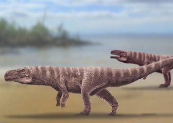 Remaja Tewas Digigit Buaya