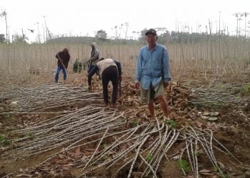PANEN SINGKONG. Tenaga upahan memanen singkong di Kelurahan Tanjungharapan, Kecamatan Kotabumi Selatan, Lampung Utara, Minggu (14/6). LAMPUNG POST/YUDHI HARDIYANTO