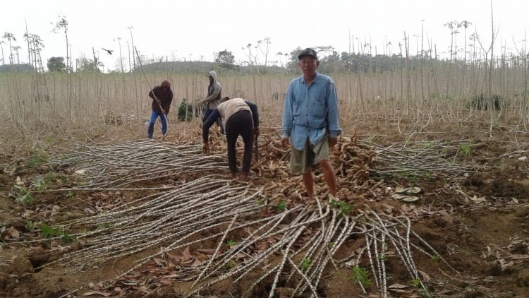 PANEN SINGKONG. Tenaga upahan memanen singkong di Kelurahan Tanjungharapan, Kecamatan Kotabumi Selatan, Lampung Utara, Minggu (14/6). LAMPUNG POST/YUDHI HARDIYANTO