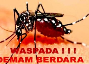 Nyamuk penyebar DBD. (DOK)