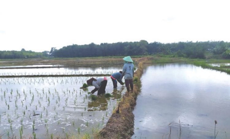 TANAM PADI. Petani di Kecamatan Sidomulyo, Lampung Selatan, sudah mulai tanam padi musim tanam gaduh, Senin(8/6). LAMPUNG POST/ PERDHANA WIBYSONO