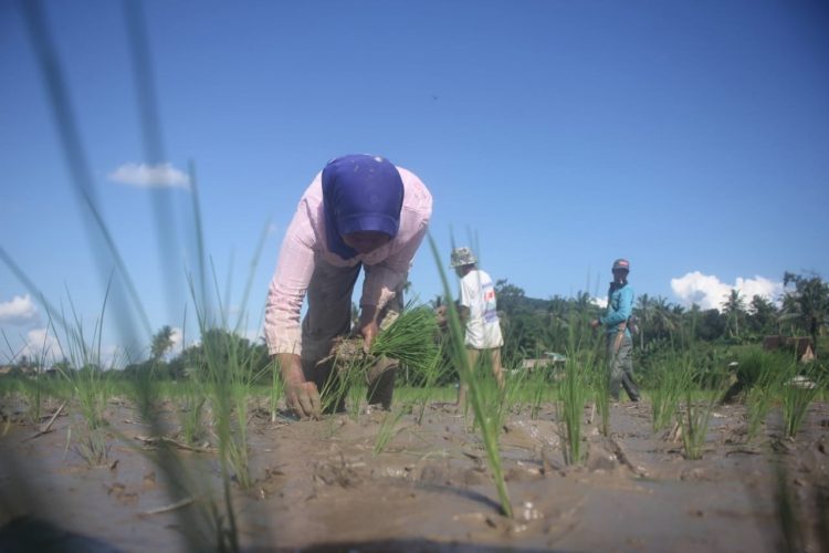 NTP Babel Naik 0,93 Persen