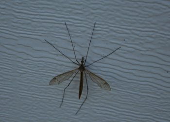 Ilustrasi:Pixabay.com