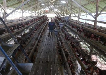 Sejak sepekan terakhir harga telur naik dari Rp18ribu/kg naik menjadi Rp19ribu/kg.