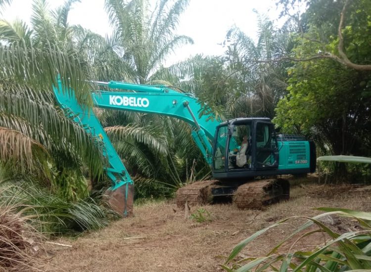 15 Ribu Ha Kebun Sawit di Bengkulu Diremajakan