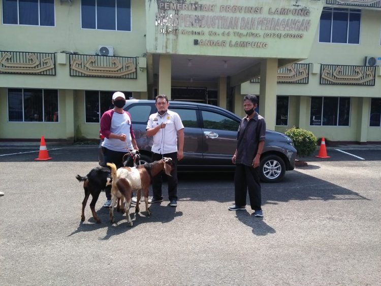 Chandra Serahkan 30 Kambing untuk Warga