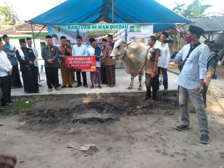 SAPI DARI PRESIDEN. Sekretaris Provinsi Lampung Fahrizal Darminto menyerahkan satu ekor sapi dengan berat hampir mencapai 1 ton dari Presiden ke Masjid Al Mukminun, Desa Brajaasri, Kecamatan Way Jepara, Jumat (31/7). n DOK WARGA