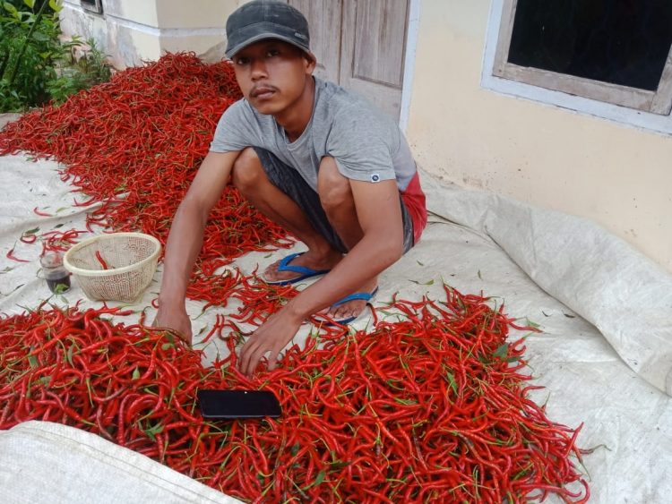 KUMPULKAN CABAI MERAH. Petani cabai merah mengumpulkan hasil cabai merah yang sudah panen di Kecamatan Way Sulan, Lampung Selatan, Jumat (3/7). LAMPUNG POST/PERDHANA WIBYSONO