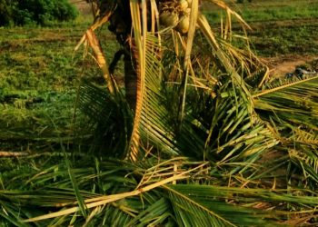 DIRUSAK. Tanaman kelapa warga Pekon Keagungan, Kecamatan Lumbokseminung, Lampung Barat, yang dimakan gajah menjadi rusak. DOK PEKON
