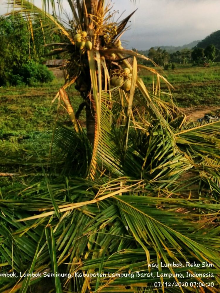 DIRUSAK. Tanaman kelapa warga Pekon Keagungan, Kecamatan Lumbokseminung, Lampung Barat, yang dimakan gajah menjadi rusak. DOK PEKON