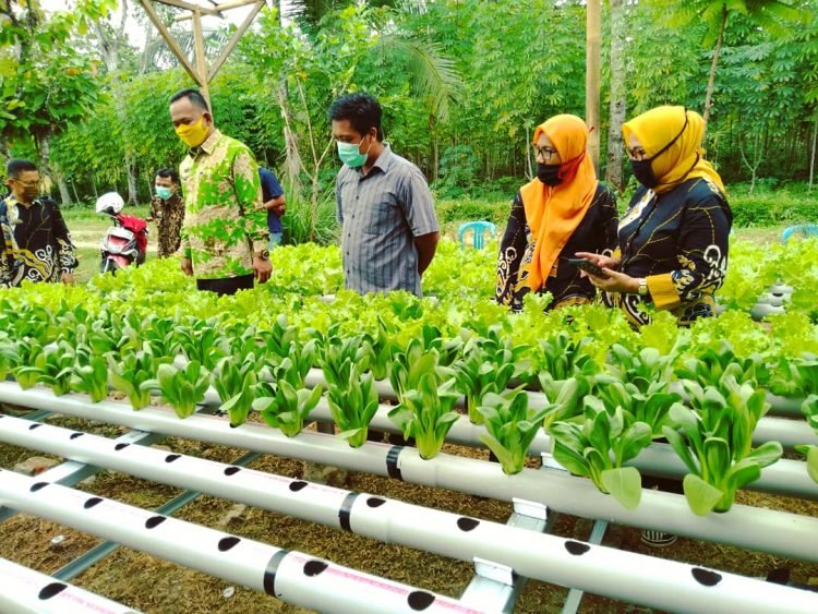 TINJAU HIDROPONIK. Wakil Bupati Pringsewu Fauzi meninjau tanaman sayuran hidroponik yang dikelola KWT di Sukoharjo. DOK HUMAS