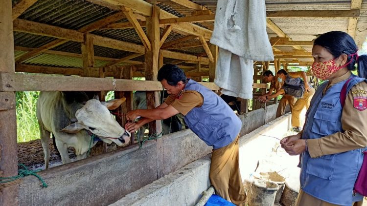 sebelum pandemi, menjelang Iduladha hewan dagangan miliknya sudah laku di atas 200 ekor, namun sejak pandemi covid-19 Tahun 2020 sampai saat ini penjualan hewan kurban terus menurun.