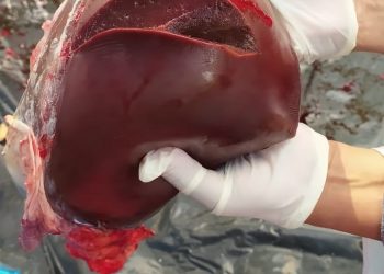 PENGECEKAN DAGING KURBAN. Tim pemeriksaan kesehatan Dinas Perkebunan dan Peternakan Lampung Barat mengecek daging kurban Jumat (31/7) hingga Sabtu (1/8) ini. Hari pertama belum ditemukan adanya kasus cacing hati atau daging yang tidak layak konsumsi.
ISTIMEWA