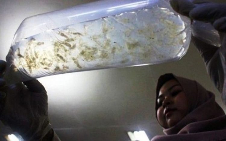 Jaga Habitat Lobster Lampung