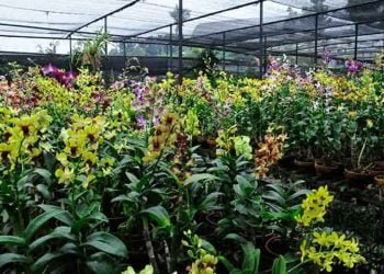 ANEKA ANGGREK. Komunitas peNcinta anggrek di Jambi menyelamatkan sekitar 300 jenis anggrek dari kebakaran hutan. Dan kini anggrek tersebut telah dibudidayakan. DOK