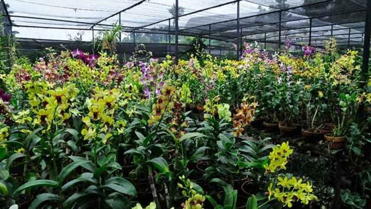 ANEKA ANGGREK. Komunitas peNcinta anggrek di Jambi menyelamatkan sekitar 300 jenis anggrek dari kebakaran hutan. Dan kini anggrek tersebut telah dibudidayakan. DOK