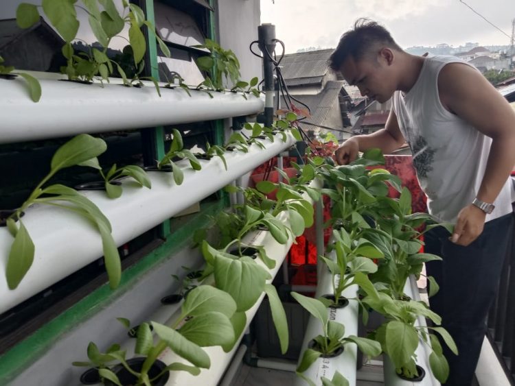 Bercocok tanam hidroponik di masa pandemi yang menguntungkan. (Dok. Lampung Post)