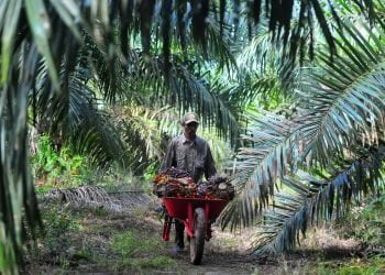 Kemenkop Dukung Peremajaan Kelapa Sawit