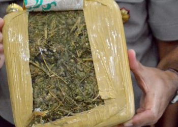 Pengguna Ganja Ditangkap di Pantai