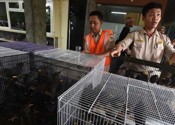 BKSDA Lepasliarkan Ribuan Burung Kolibri