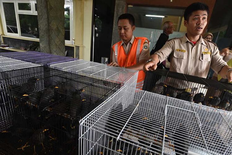 BKSDA Lepasliarkan Ribuan Burung Kolibri