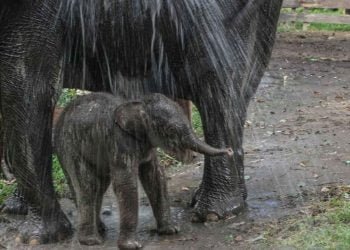 KELAHIRAN ANAK GAJAH SUMATERA. Pawang (mahout) memandikan induk gajah sumatera jinak yang bernama Ngatini dan anaknya Damar yang baru berusia empat hari di Taman Wisata Alam (TWA) Buluhcina, Kabupaten Kampar, Riau, Senin (6/7). Anak gajah jinak berjenis kelamin jantan ini lahir pada Jumat (3/7/2020) yang lalu dari pasangan gajah jinak jantan Robin dan betina Ngatini dengan berat 50 kg.
ANTARA FOTO/Rony Muharrman