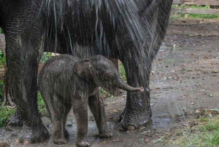 KELAHIRAN ANAK GAJAH SUMATERA. Pawang (mahout) memandikan induk gajah sumatera jinak yang bernama Ngatini dan anaknya Damar yang baru berusia empat hari di Taman Wisata Alam (TWA) Buluhcina, Kabupaten Kampar, Riau, Senin (6/7). Anak gajah jinak berjenis kelamin jantan ini lahir pada Jumat (3/7/2020) yang lalu dari pasangan gajah jinak jantan Robin dan betina Ngatini dengan berat 50 kg.
ANTARA FOTO/Rony Muharrman