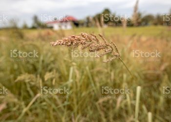 Ilustrasi: istockphoto.com