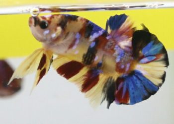 Ikan rentan juga terkena virus. (LAMPUNG POST/ZAINUDDIN)