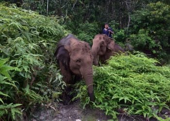 POPULASI GAJAH SUMATERA: Seorang pawang atau mahout menunggang gajah sumatera jinak di Taman Nasional Tesso Nilo, Provinsi Riau, Sabtu (4/7/2020). Berdasarkan data Kementerian Lingkungan Hidup dan Kehutanan, selama periode 2017 hingga 2019, populasi gajah sumatera (Elephas maximus sumatranus) bertambah dari 611 ekor menjadi 693 ekorÊbaik itu di kawasan konservasi dan juga kawasan hutan serta di kawasan luarnya. ANTARA FOTO/FB Anggoro