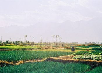 Ilustrasi: Pixabay.com