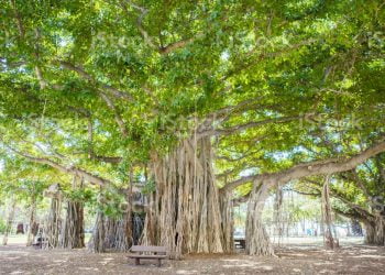 Ilustrasi: Pixabay.com