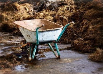 Ilustrasi: Pixabay.com