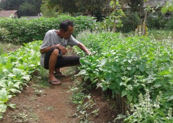 Desa Bumidaya Kembangkan Budi Daya Porang