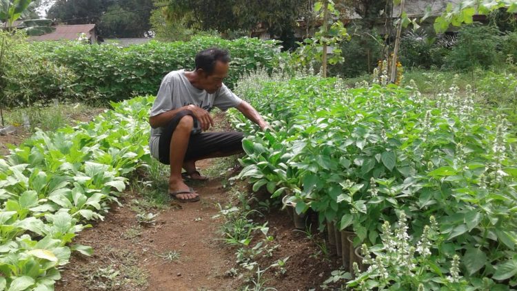 Desa Bumidaya Kembangkan Budi Daya Porang