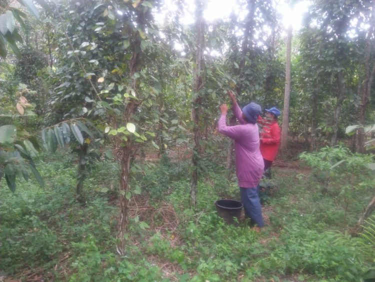 Warga setempat khususnya perempuan rata-rata bekerja sebagai pemetik lada untuk menambah pendapatan keluarga.LAMPUNG POST/YUDHI HARDIYANTO