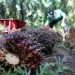 Harga Sawit di Bengkulu Anjlok