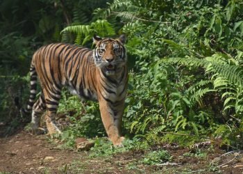 Harimau Jantan di Bengkulu Tewas di Tangan Pemburu