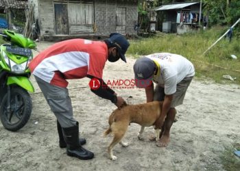 Petugas Puskeswan Kecamatan Palas-Sragi, Lampung Selatan, saat melakukan penyuntikan hewan penular rabies (HPR) di Desa Baliagung, Kecamatan Palas, Rabu (26/8/2020). Armansyah