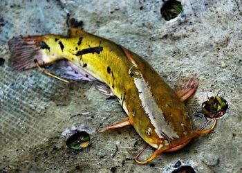 Ilustrasi Ikan Berjalan di Darat.Pixabay.com